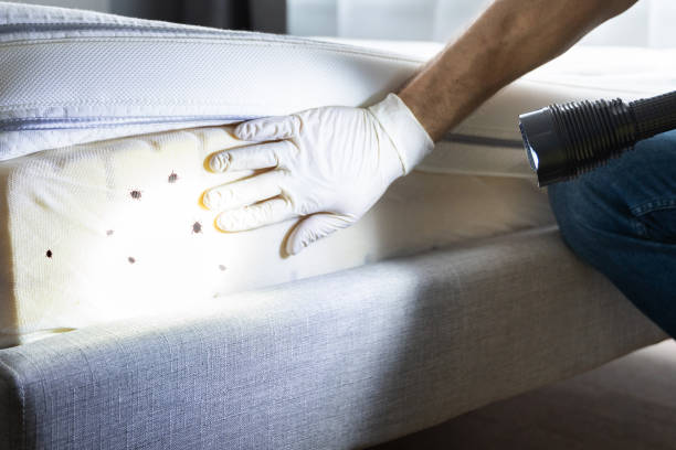 Best Local Pest Control Services  in Yale, MI